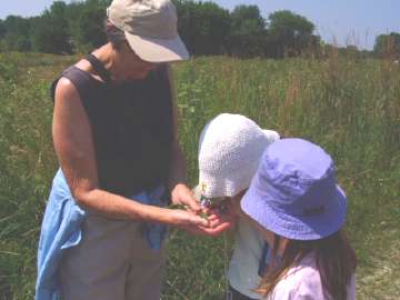 Butterfly Walk, July 2006