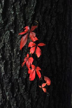 red leaves