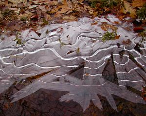 leaves and ice