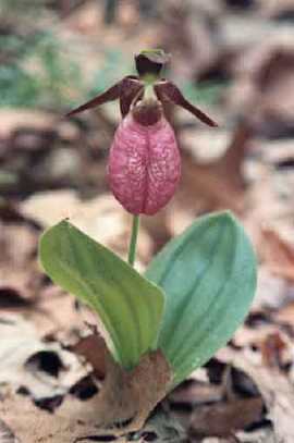pink lady's-slipper