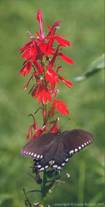 flower/butterfly