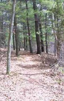forest trail