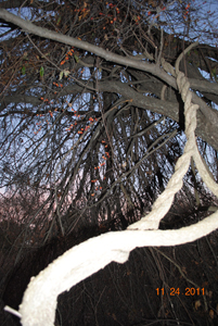 Bittersweet Vine