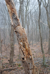 Dead Tree