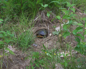 Painted turtle