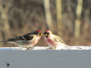 Kissy redpolls