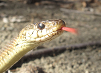 Ribbon Snake