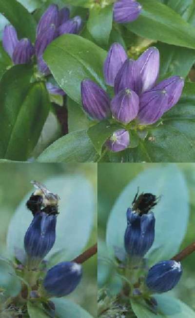 closed gentian