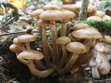 honey mushrooms