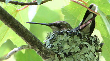 ruby-throated hummingbird on nest