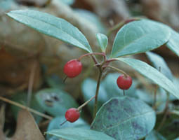 Checkerberry