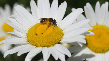 ox-eye daisies with bee