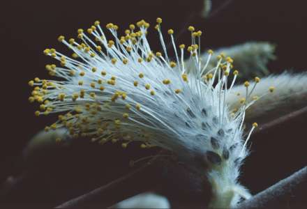 male pussy willow flower