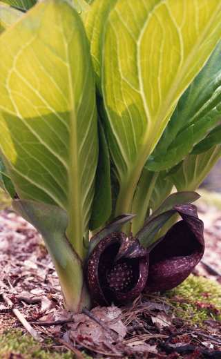 skunk cabbage
