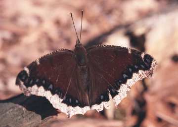 mourning cloak butterfly