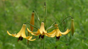 Canada lily blossoms