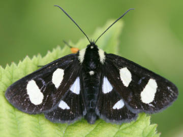 eight-spotted forester moth