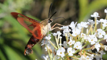 hummingbird clearwing moth