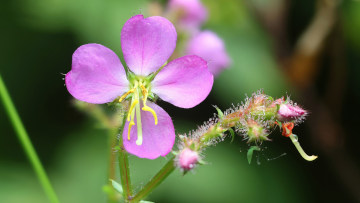 Virginia meadow-beauty flower