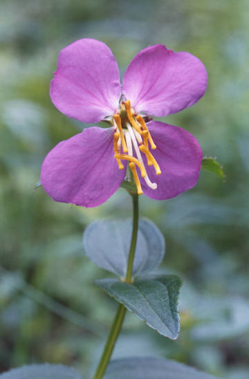 Virginia meadow-beauty blossom