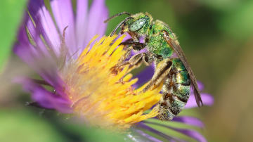 all-green sweat bee