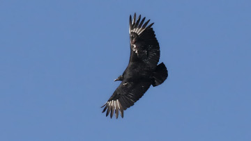 black vulture in flight