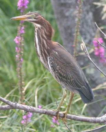 green heron