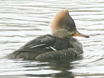 female hooded merganser