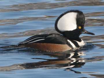 male hooded merganser