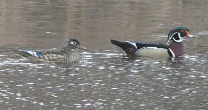 pair of wood ducks