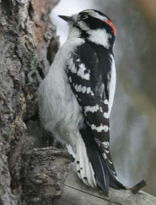 downy woodpecker