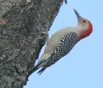 red-bellied woodpecker