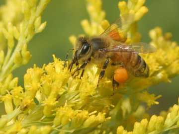 honeybee