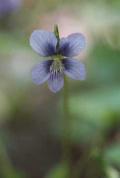 marsh blue violet
