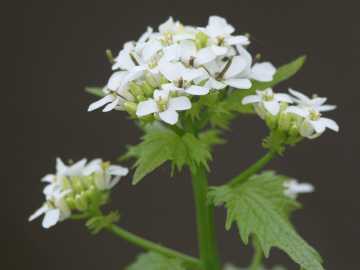 garlic mustard