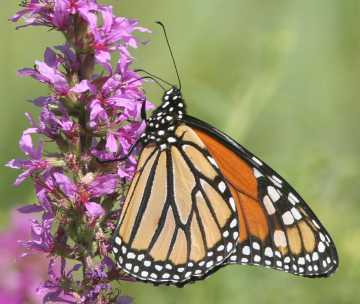 monarch butterfly on purple loosestrife