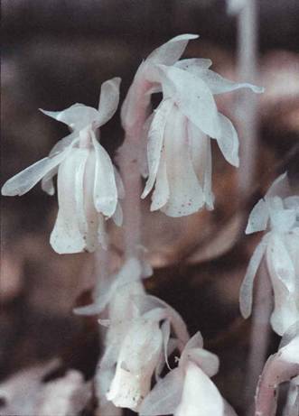Indian-pipes