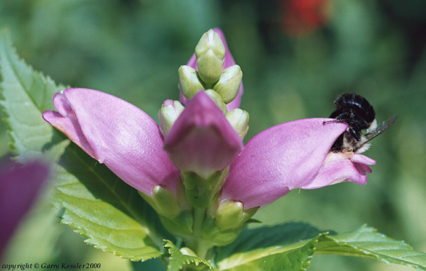 Red Turtlehead