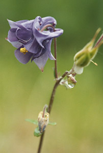 Jone's Columbine