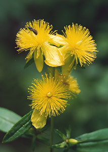 Shrubby St. Johnswort