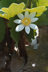 Bloodroot