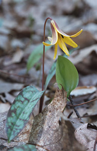 Trout Lily