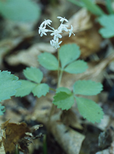 Dwarf Ginseng