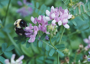 Crown-Vetch