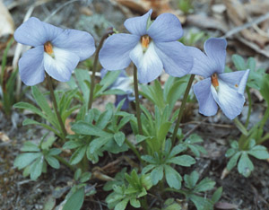 Birdfoot Violet