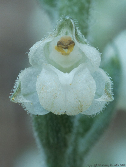 Downy Rattlesnake-plantain