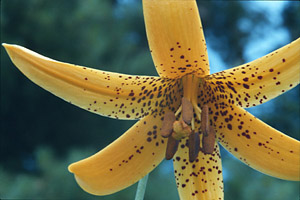 Canada Lily