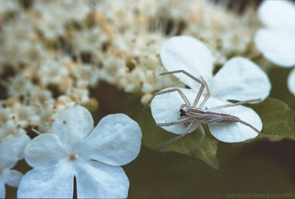 Spider on Hobblebush
