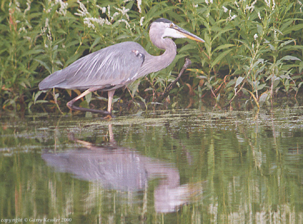 Great Blue Heron