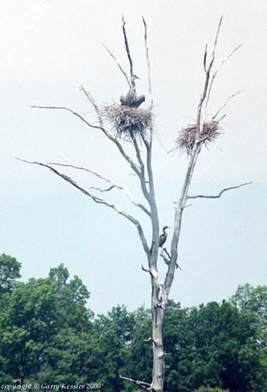 Great Blue Heron